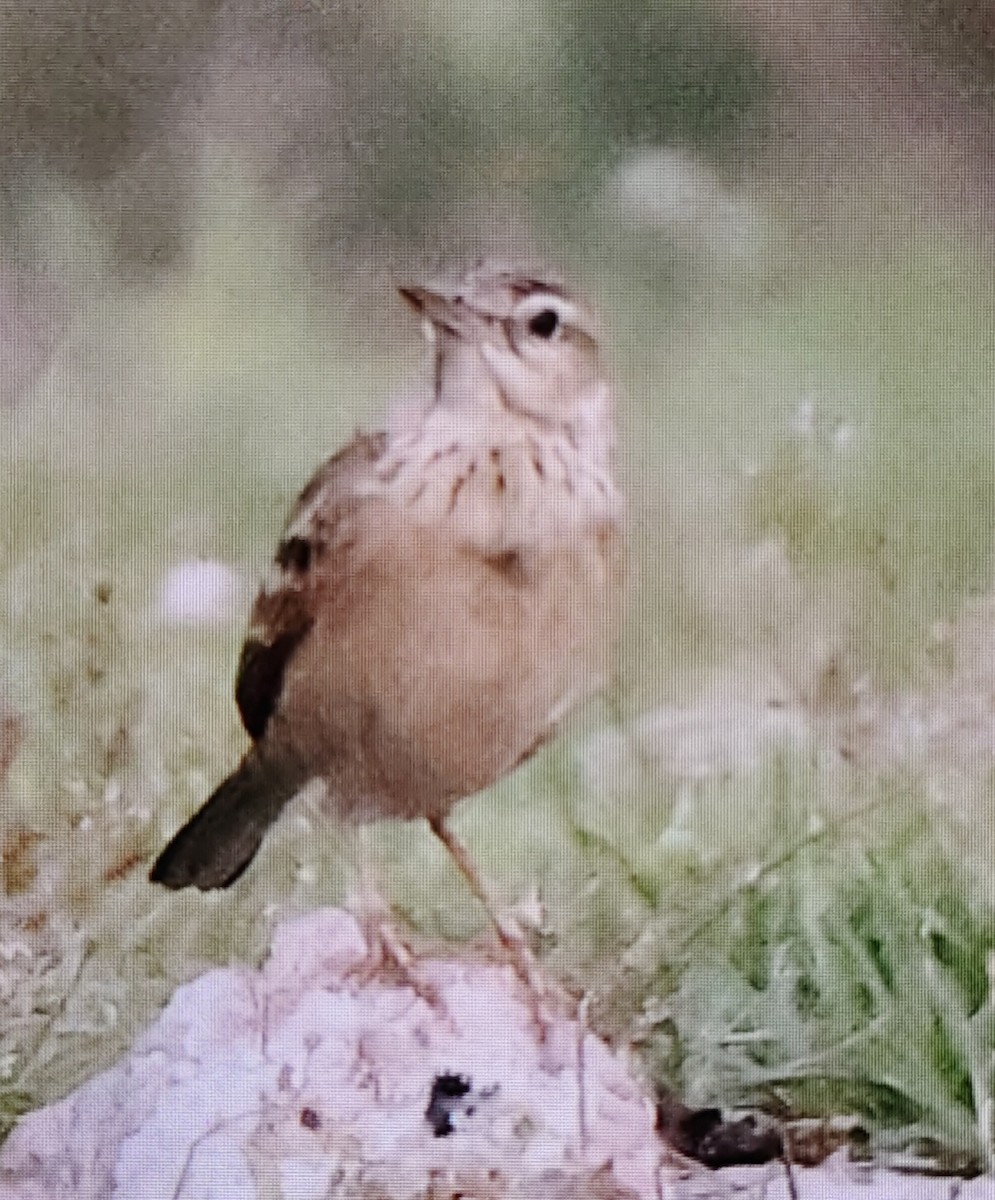 Blyth's Pipit - ML643756045