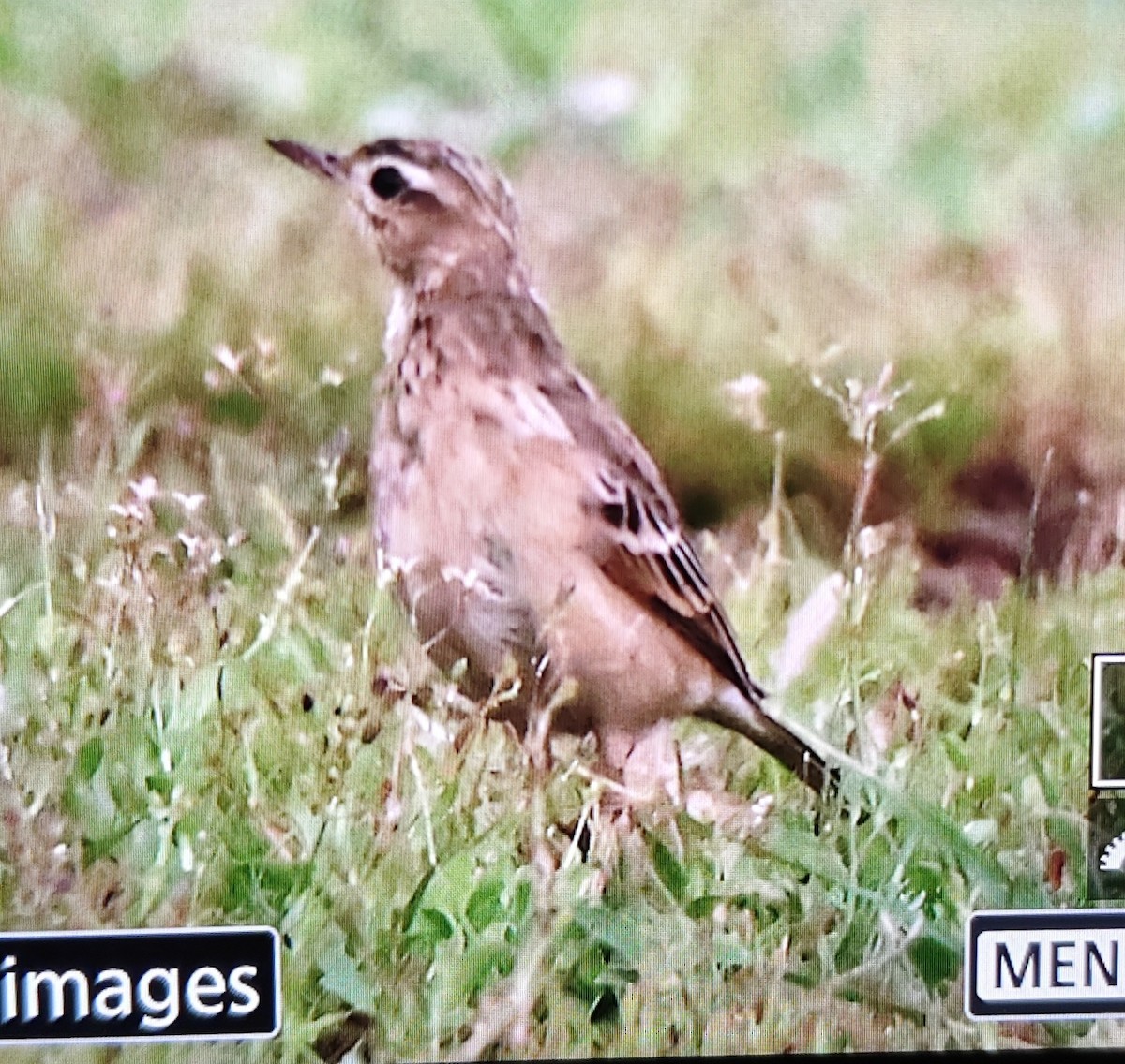 Blyth's Pipit - ML643756046