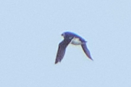 Dovekie - ML643756051