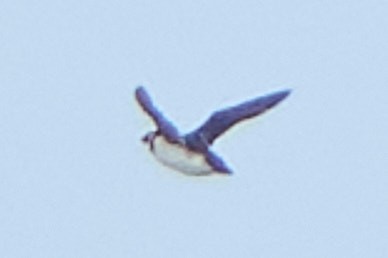 Dovekie - ML643756052