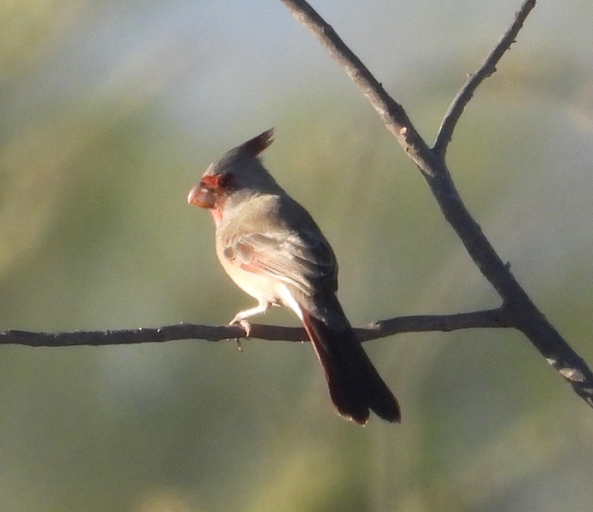 Pyrrhuloxia - ML643756061
