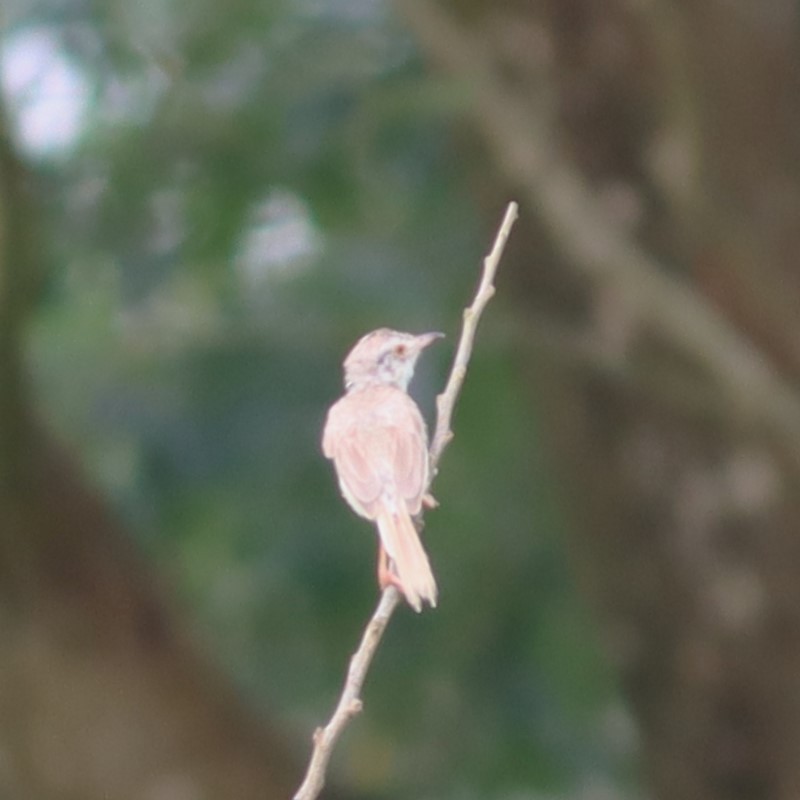 Plain Prinia - ML643756064