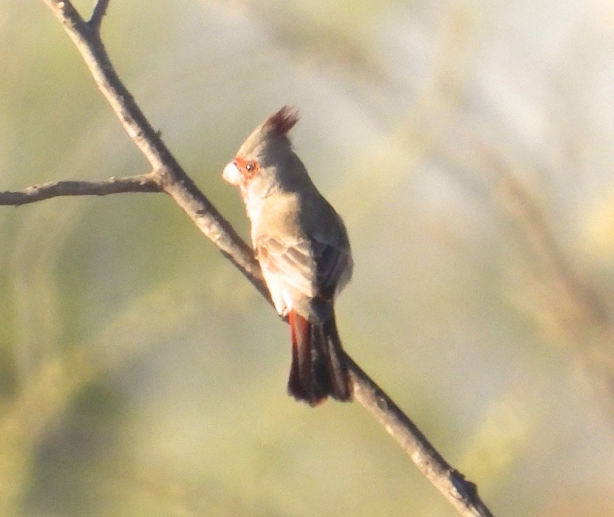 Pyrrhuloxia - ML643756065