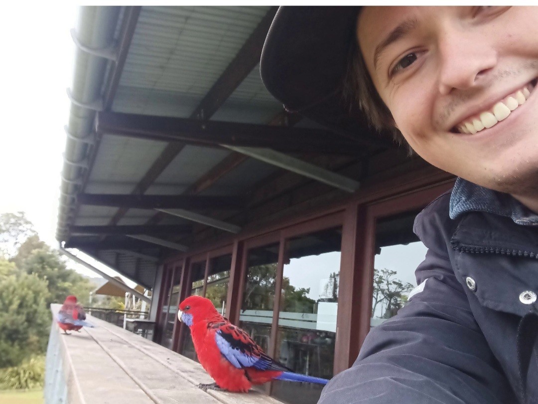 Crimson Rosella - ML643756072