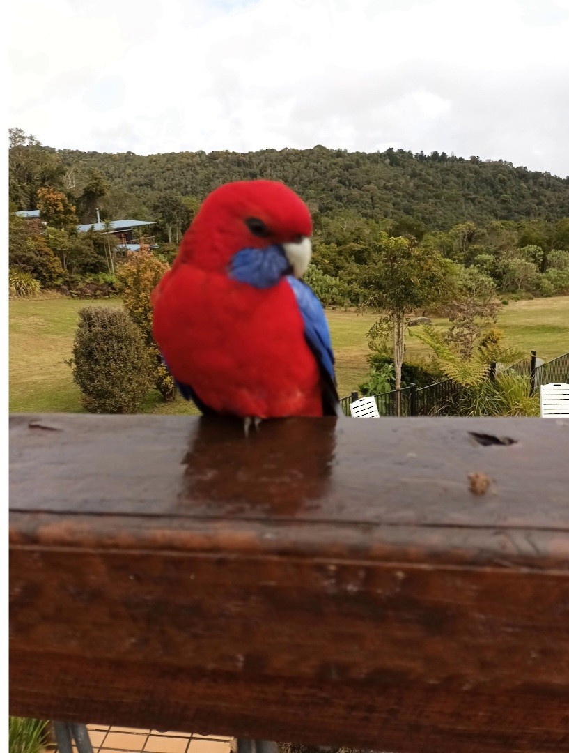 Crimson Rosella - ML643756073