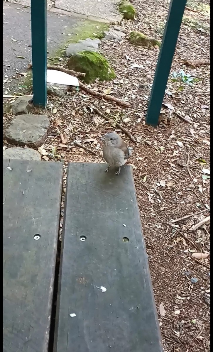 Gray Shrikethrush - ML643756084