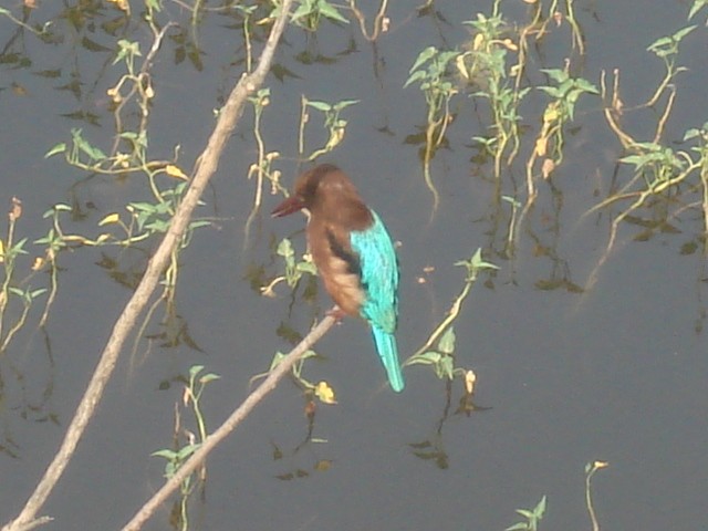 White-throated Kingfisher - ML643756094