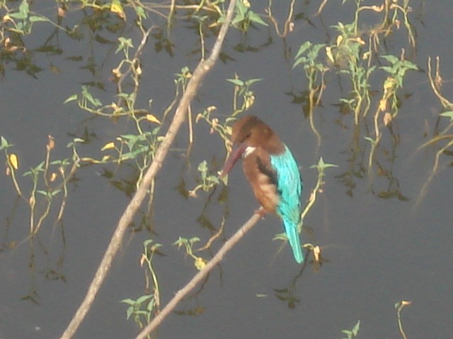 White-throated Kingfisher - ML643756099