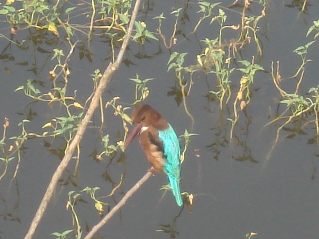 White-throated Kingfisher - ML643756100