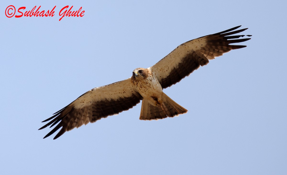 Aigle botté - ML643756167
