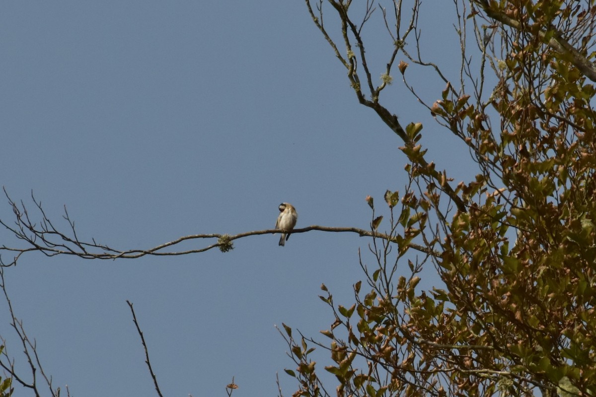 Chardonneret élégant - ML643756179