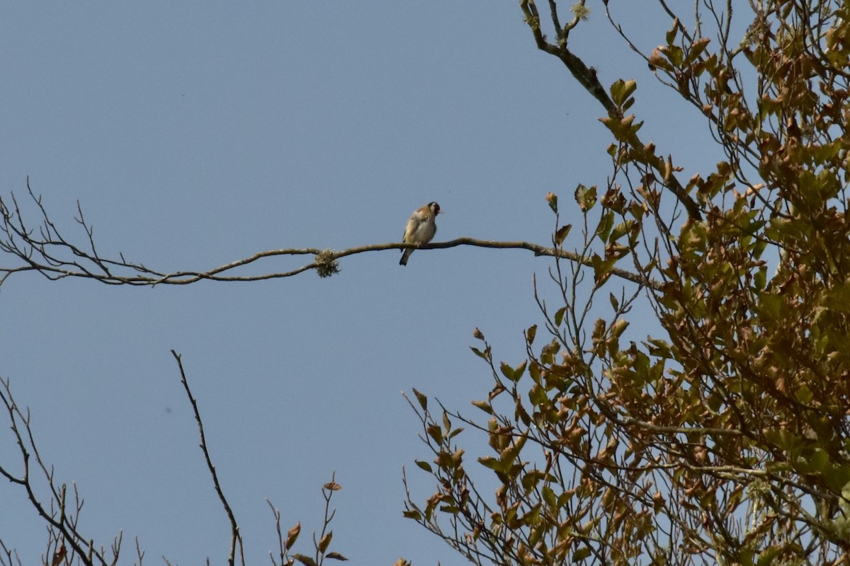 Chardonneret élégant - ML643756182