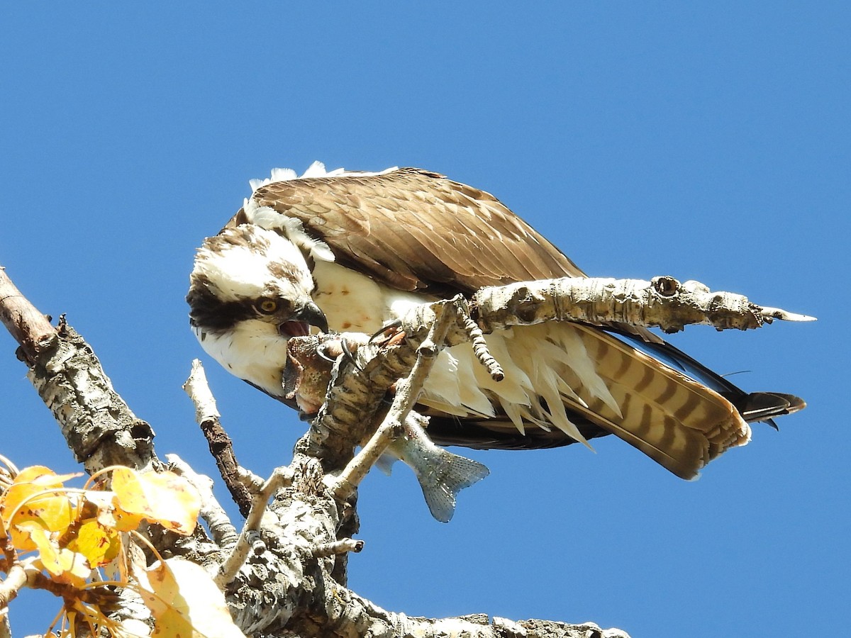 Balbuzard pêcheur - ML643756183