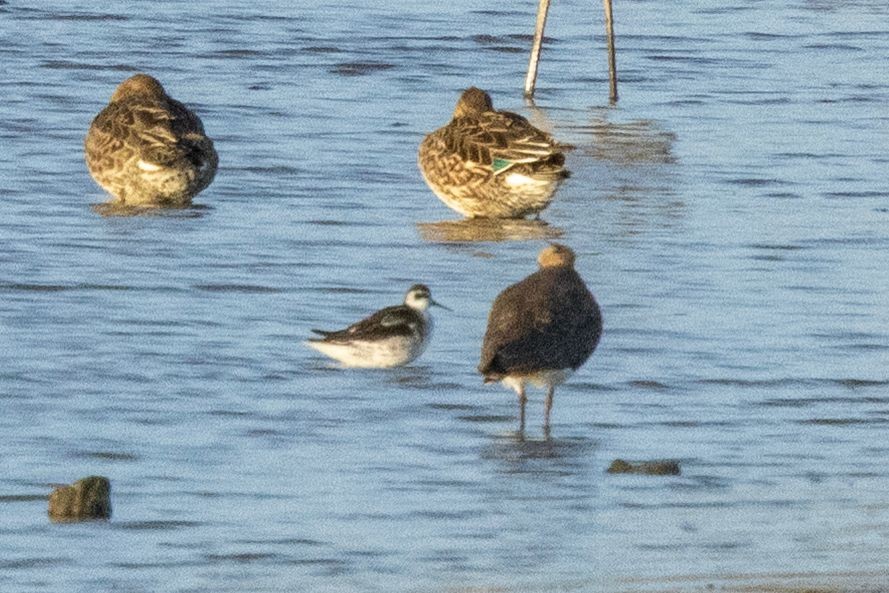 Phalarope à bec étroit - ML643756198