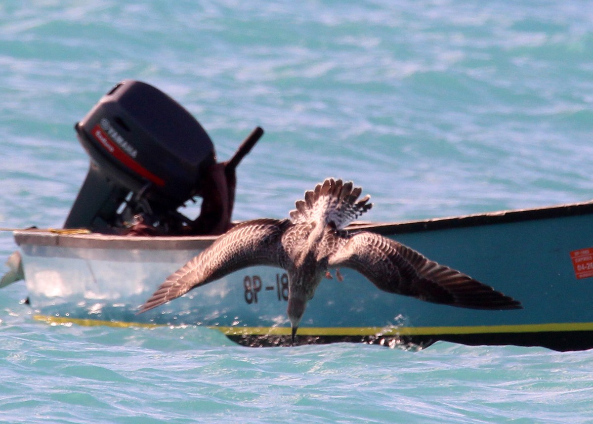 Lesser Black-backed Gull - ML643756214