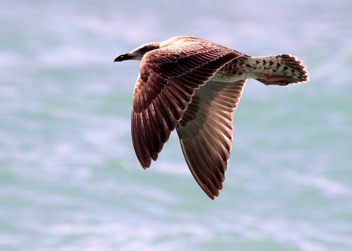 Lesser Black-backed Gull - ML643756215