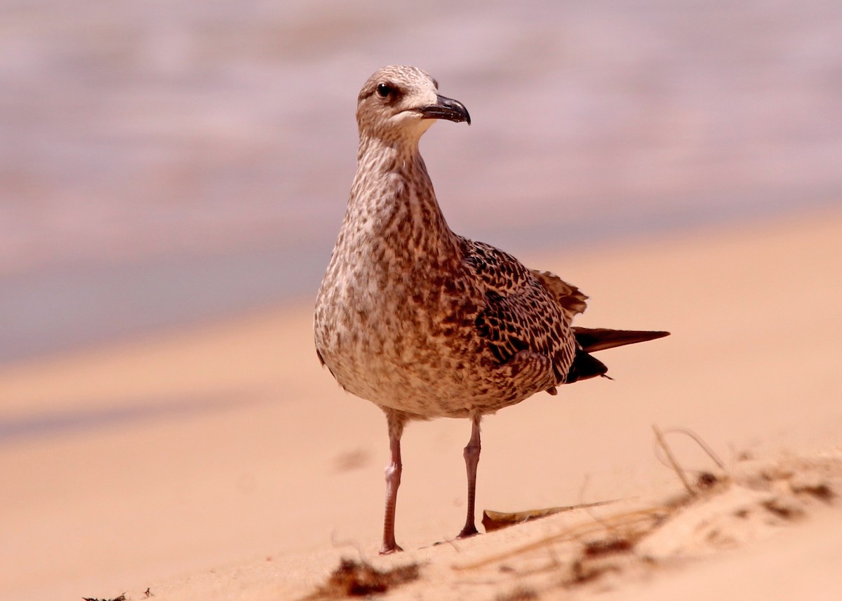 Lesser Black-backed Gull - ML643756216