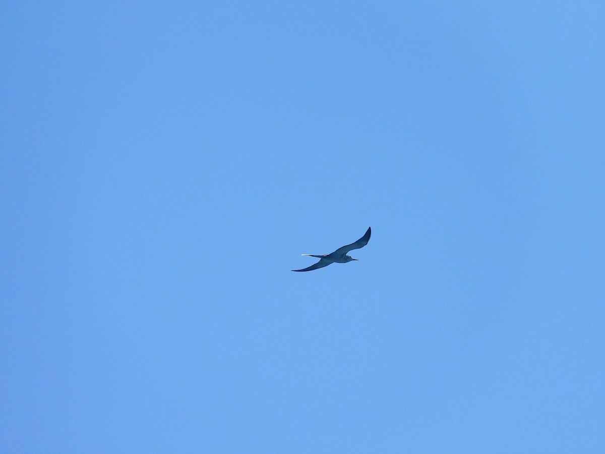 Bridled Tern - ML643756227