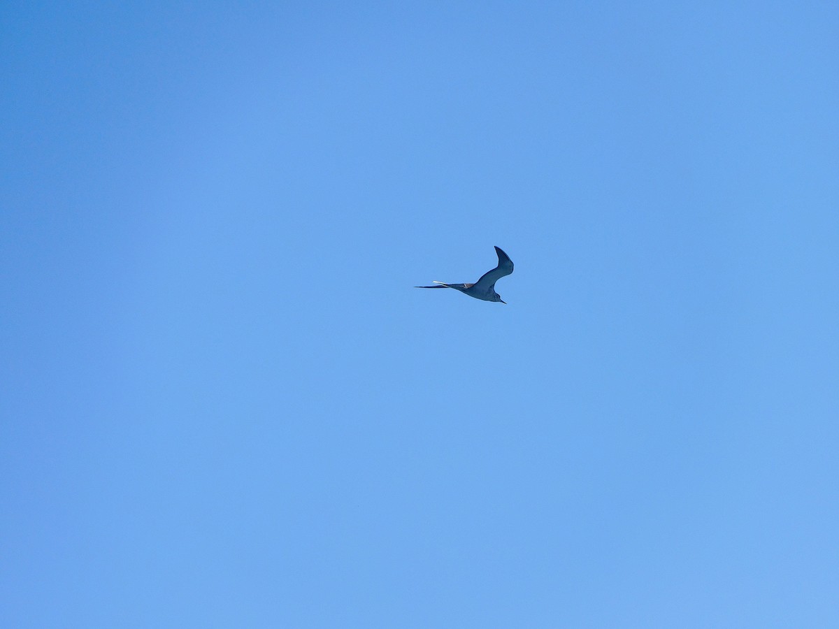 Bridled Tern - ML643756228