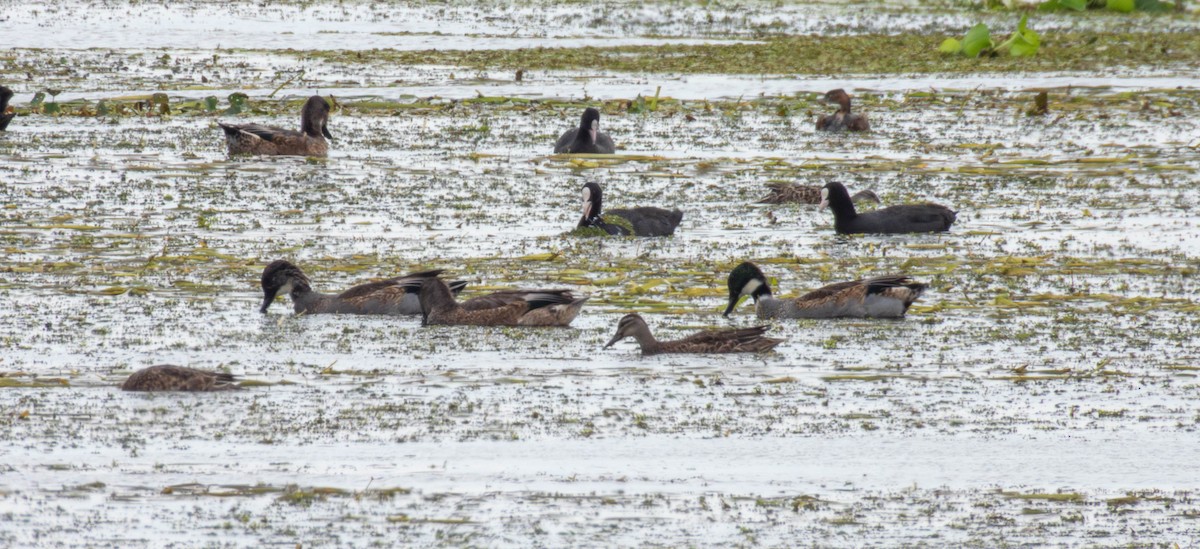 Falcated Duck - ML643756231