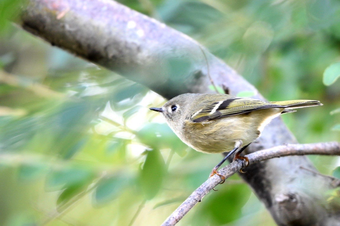 Ruby-crowned Kinglet - ML643756236