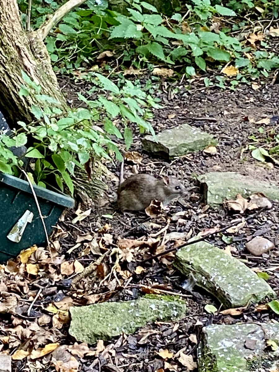 Brown Rat - ML643756237