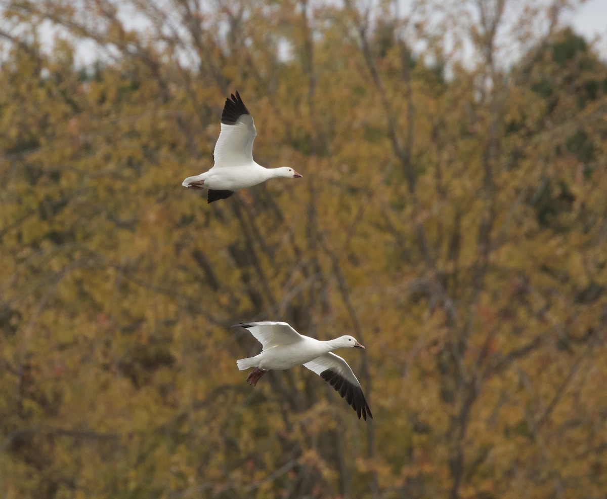 Snow Goose - ML643756250