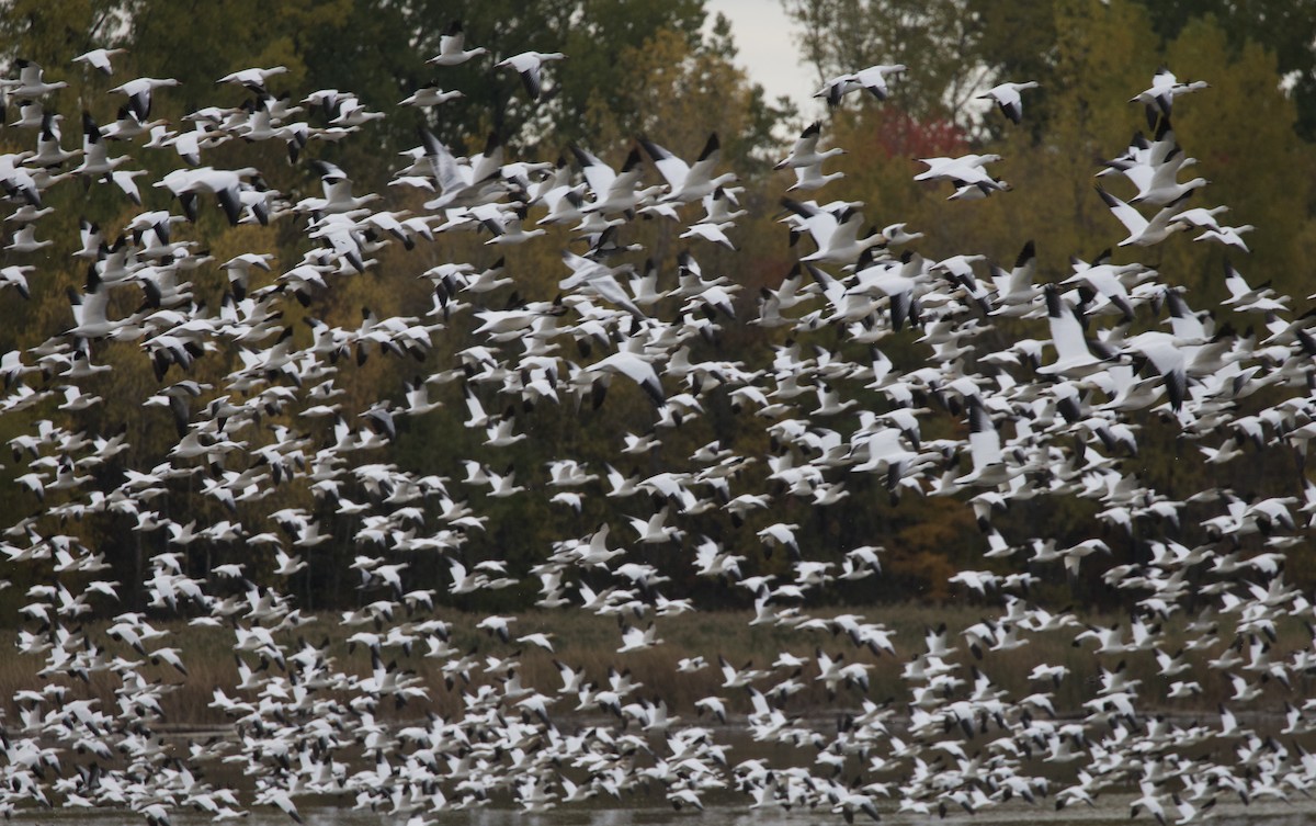 Snow Goose - ML643756251