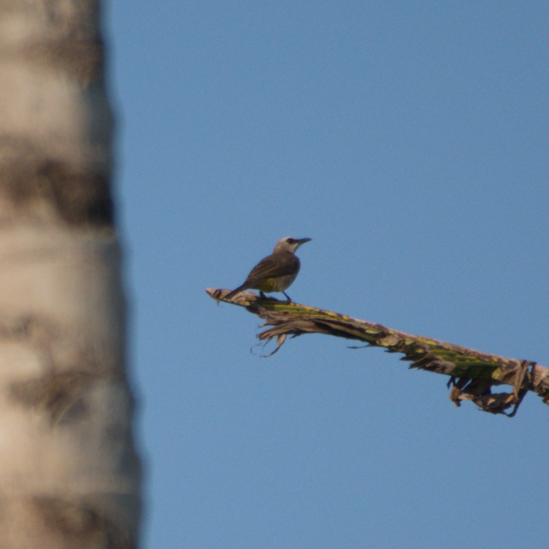 Yellow-vented Bulbul - ML643756259