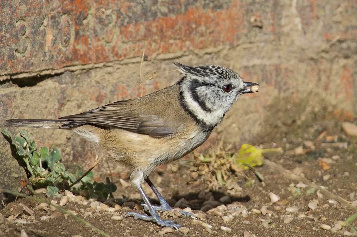 Mésange huppée - ML643756260