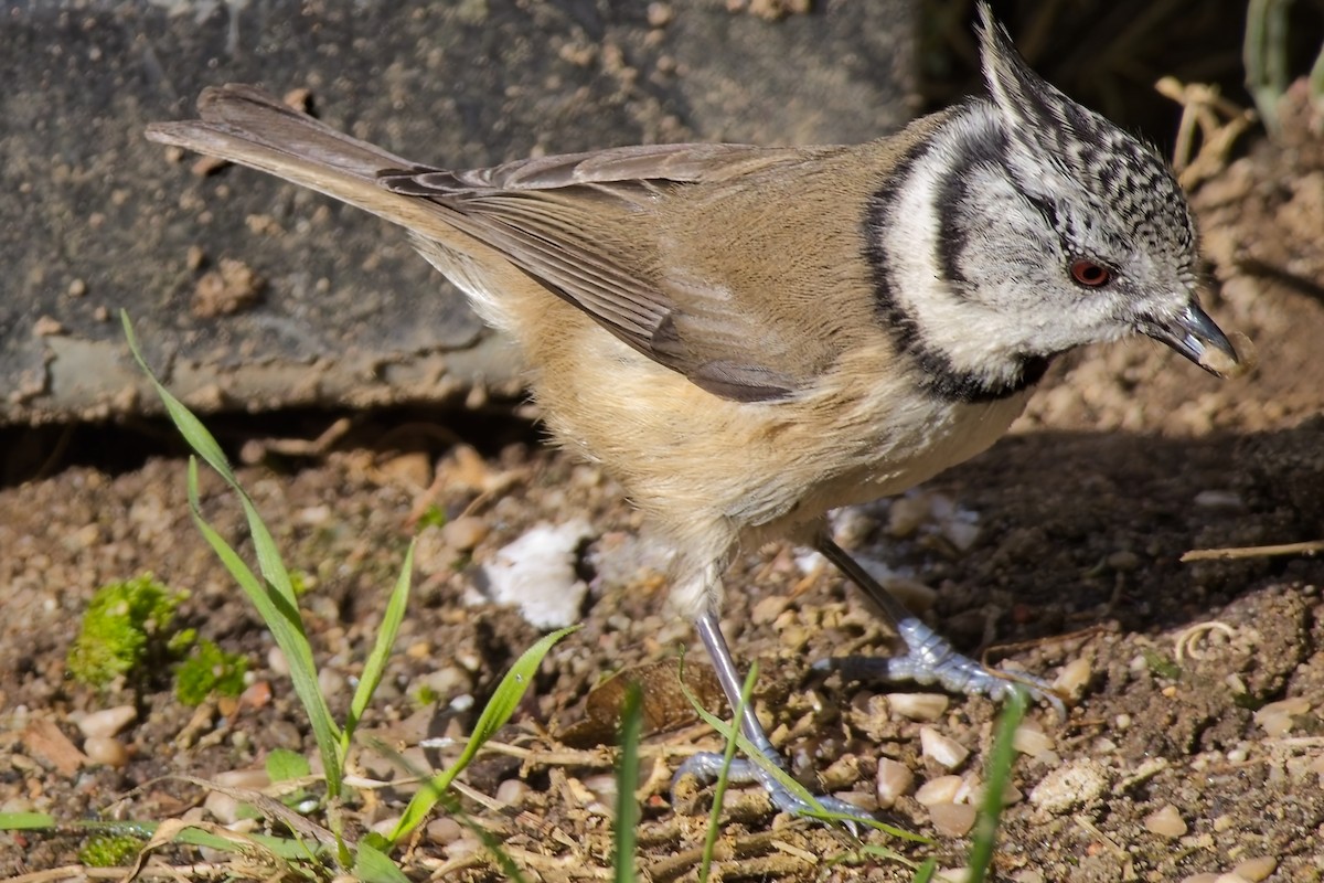 Mésange huppée - ML643756262