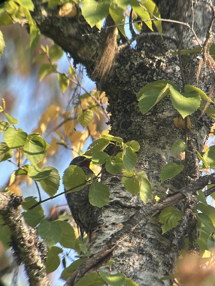 Red-naped Sapsucker - ML643756263
