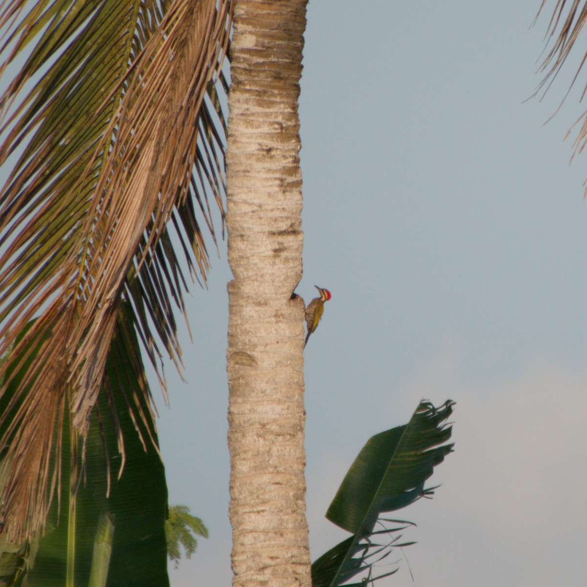 Common Flameback - ML643756266