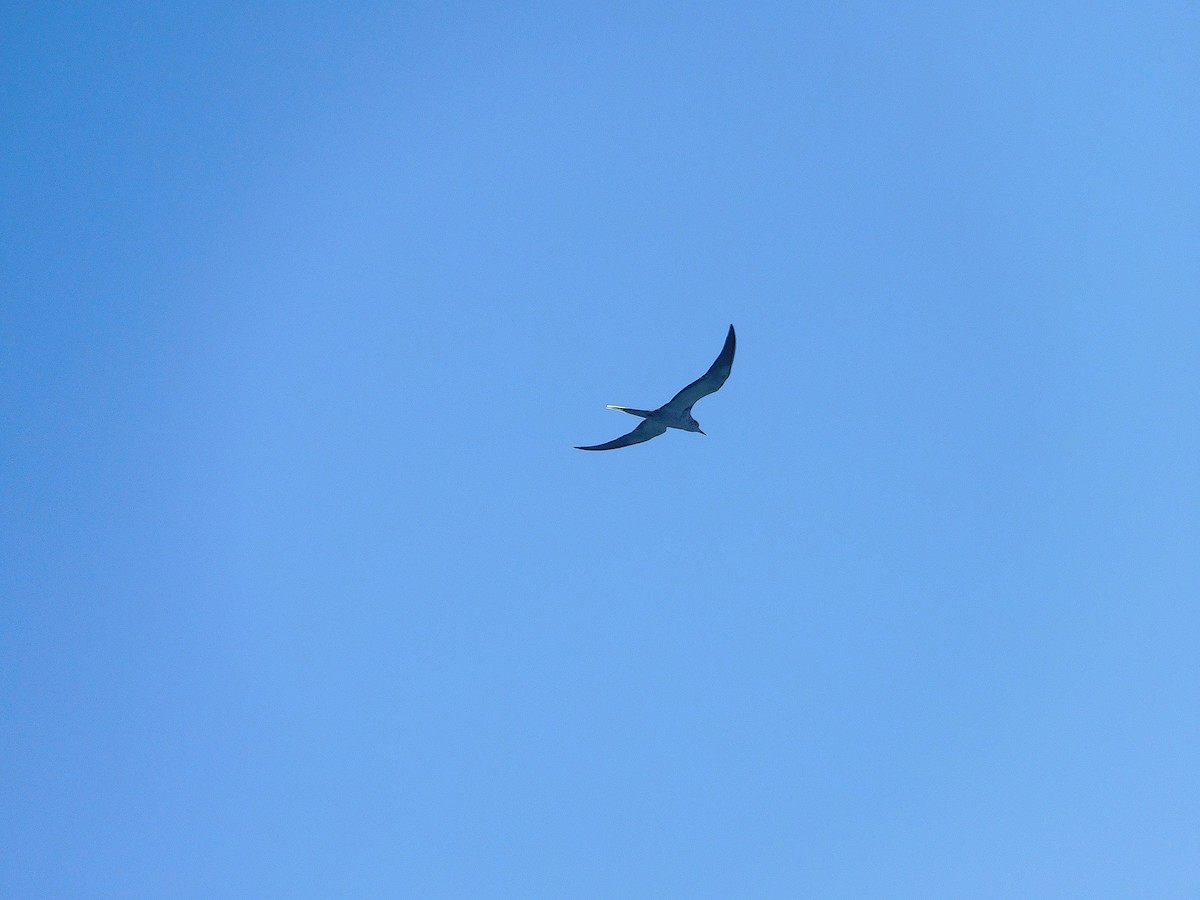 Bridled Tern - ML643756267