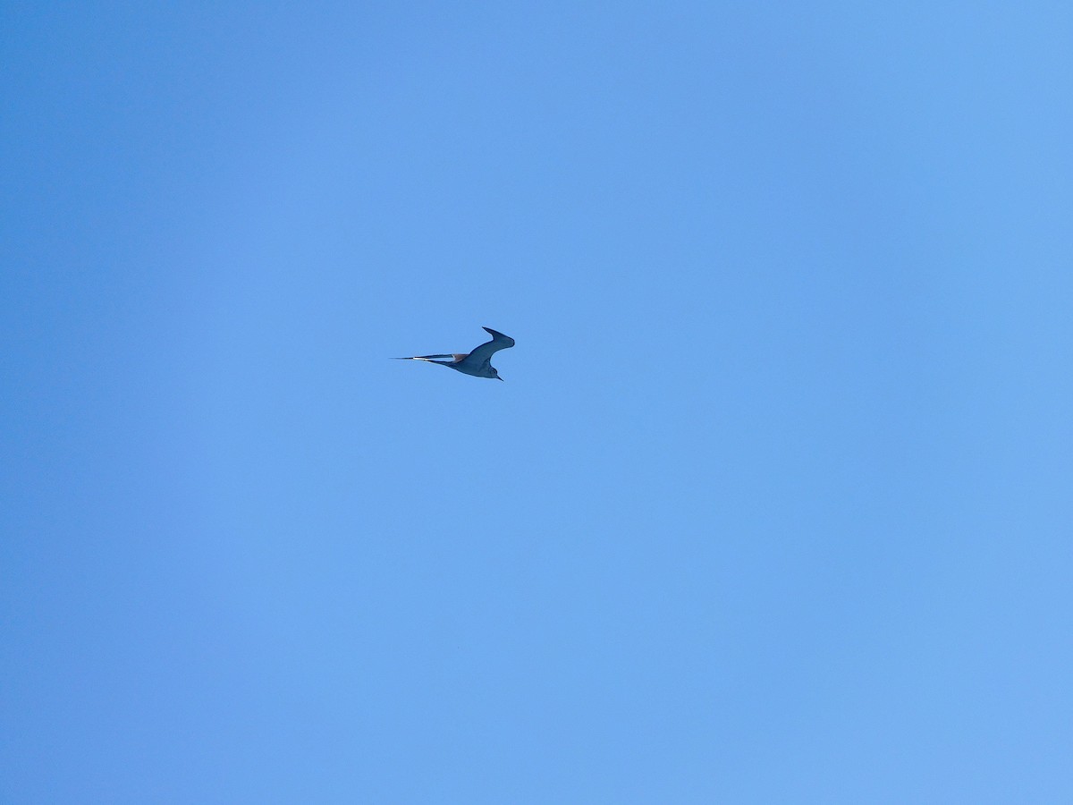 Bridled Tern - ML643756268