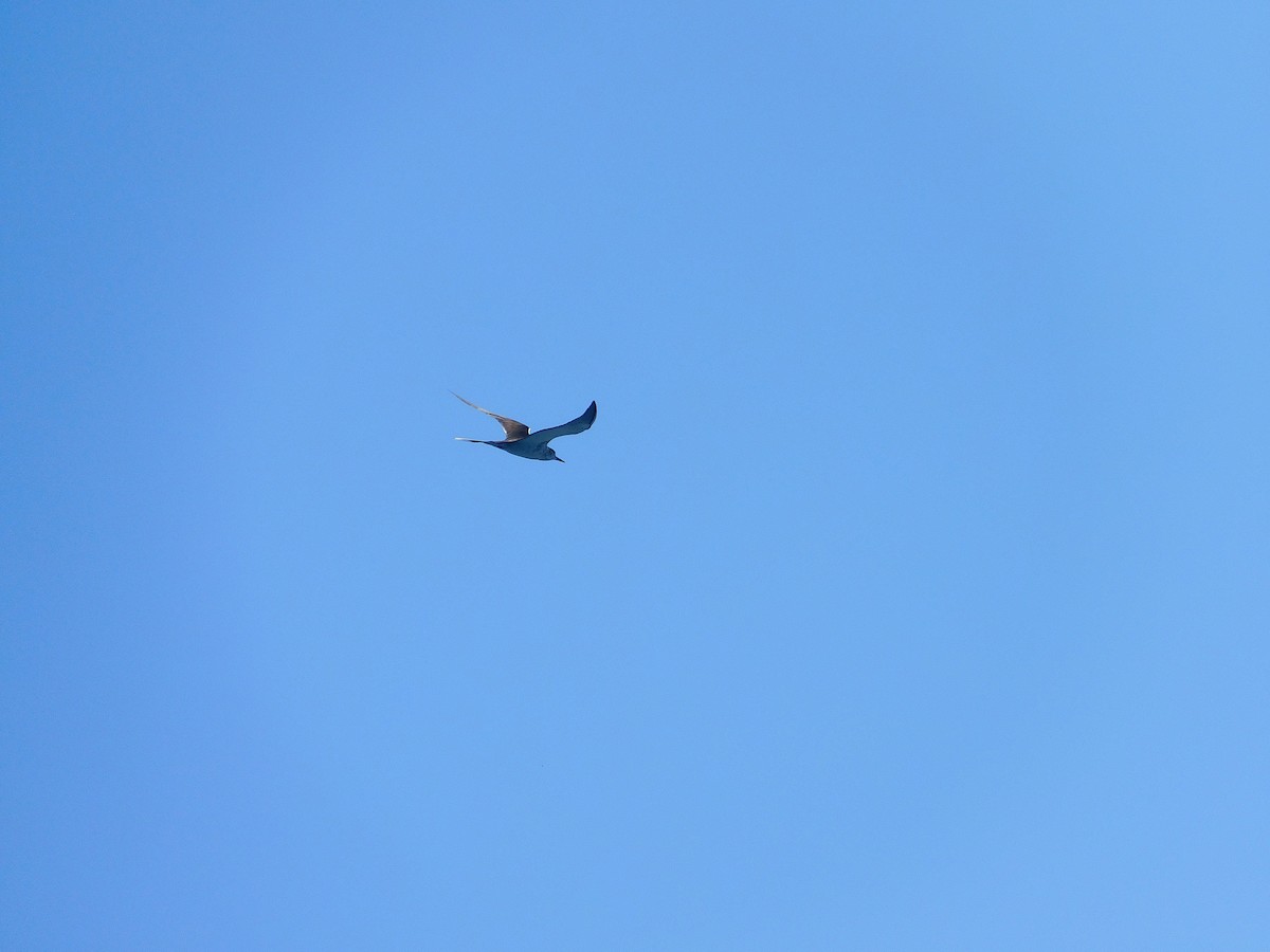 Bridled Tern - ML643756269
