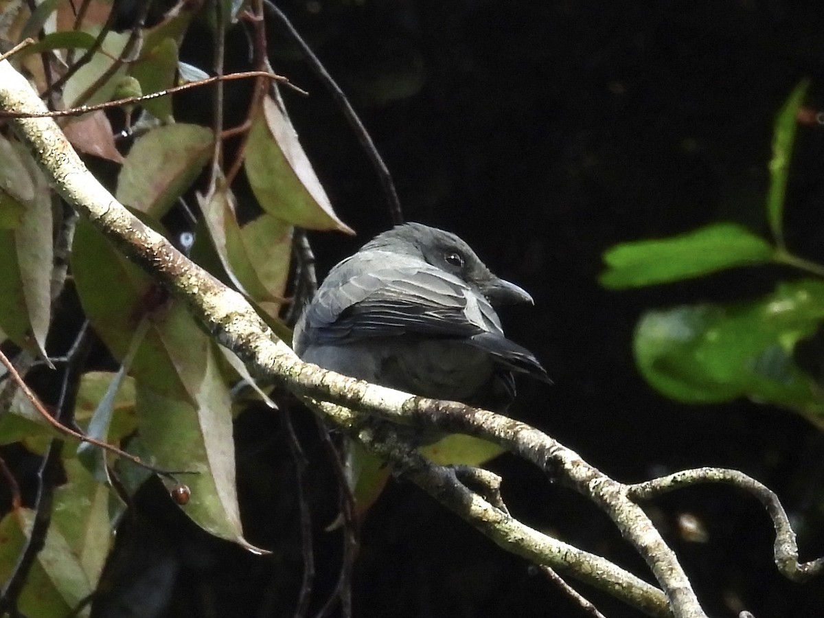 Sunda Cuckooshrike - ML643756284