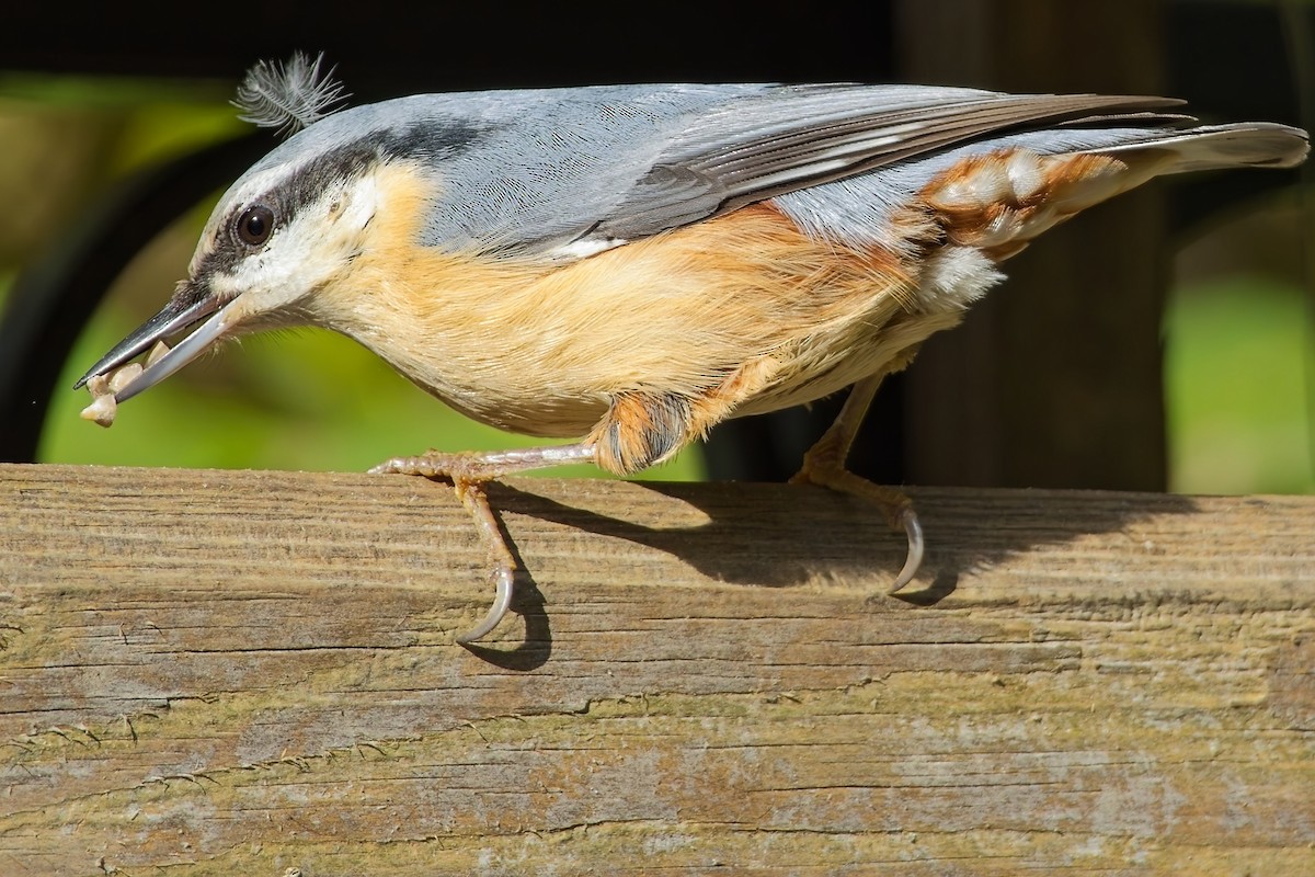 Eurasian Nuthatch - ML643756296