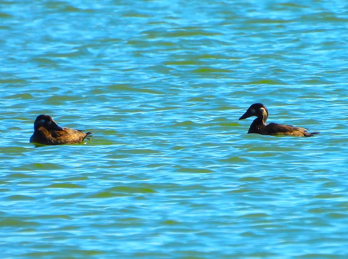 Surf Scoter - ML643756313
