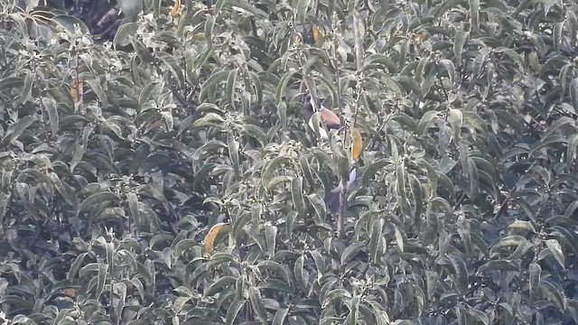 kongeskjære - ML643756314