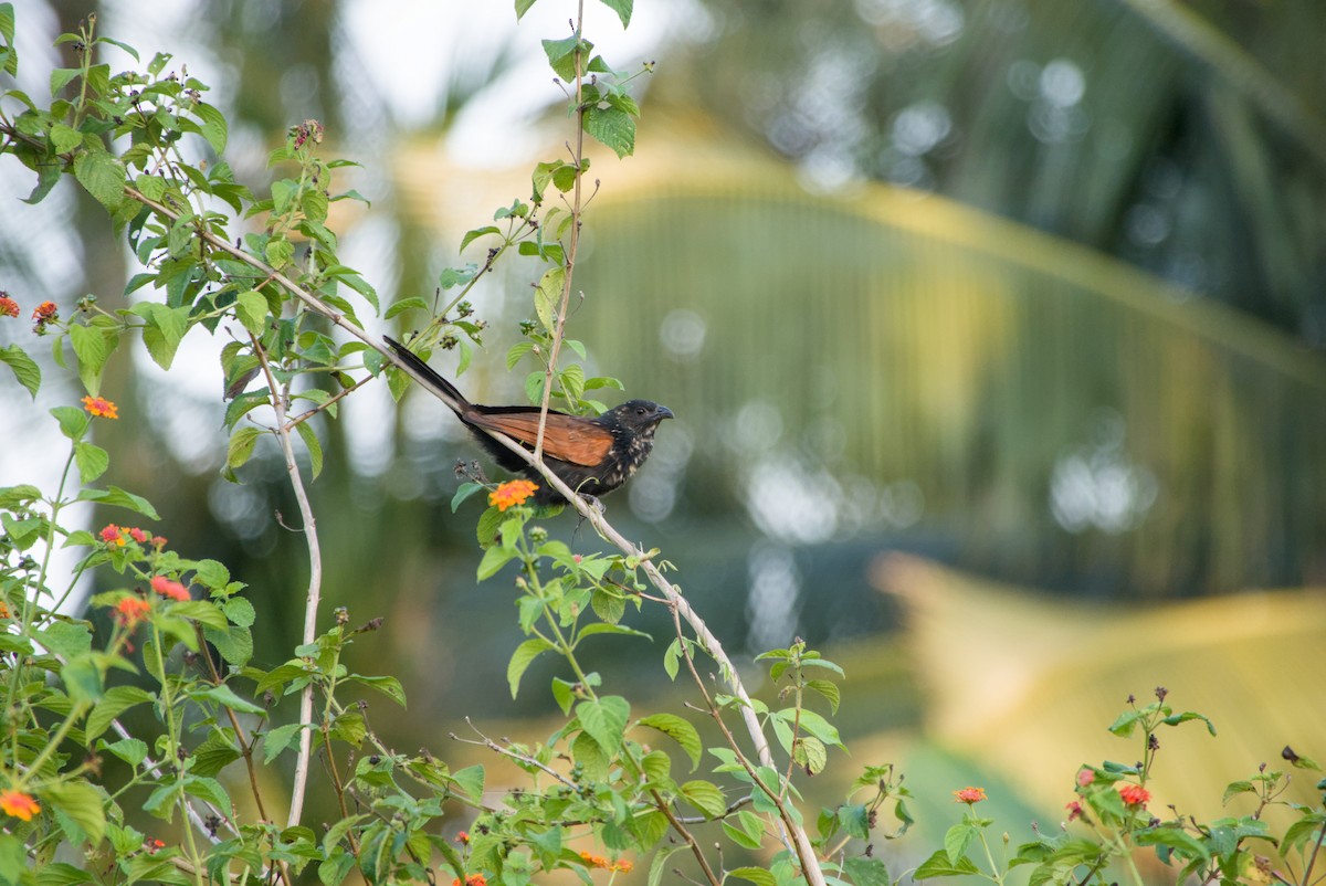 bengalsporegjøk - ML643756315