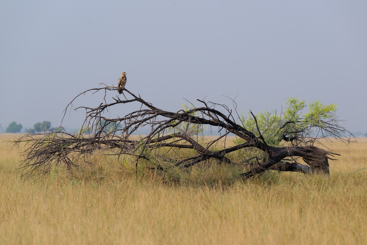 Tawny Eagle - ML643756319
