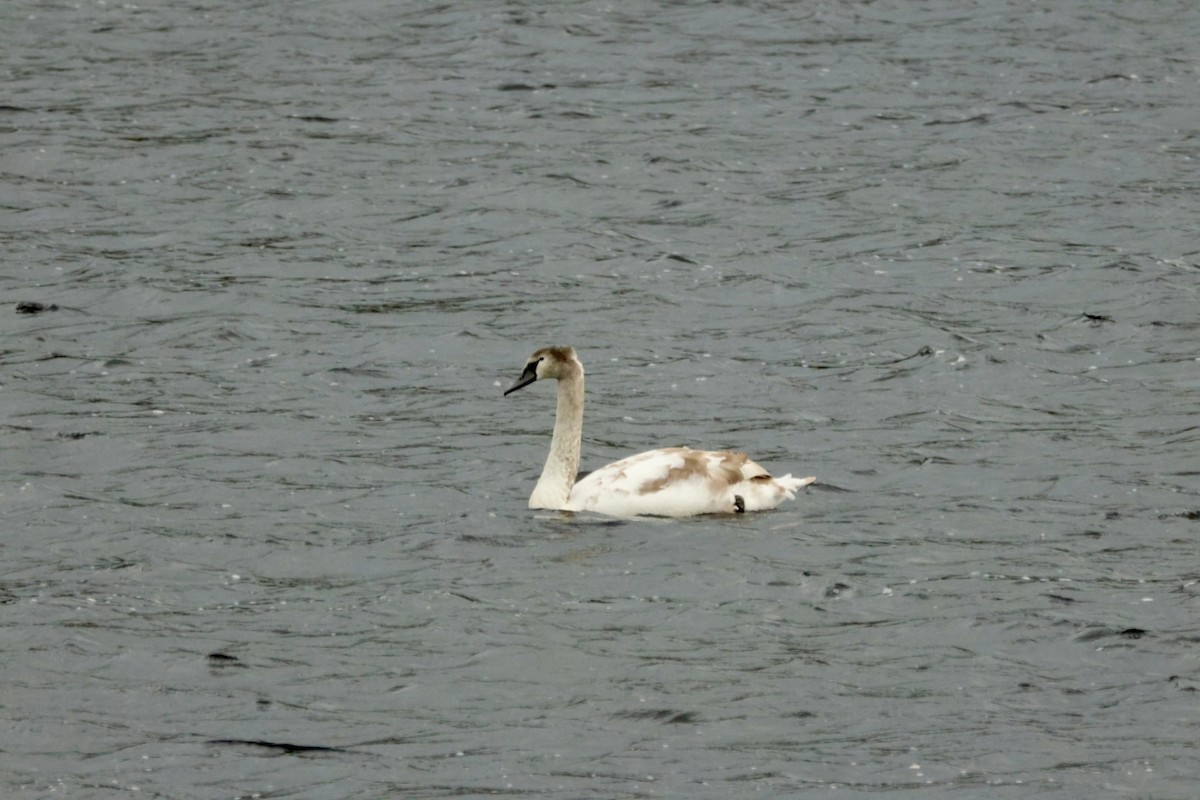 Mute Swan - ML643756329