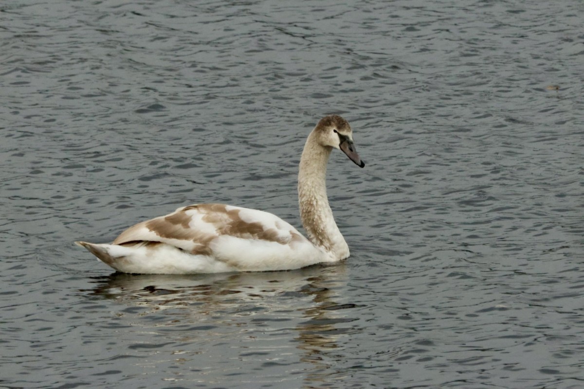 Mute Swan - ML643756330