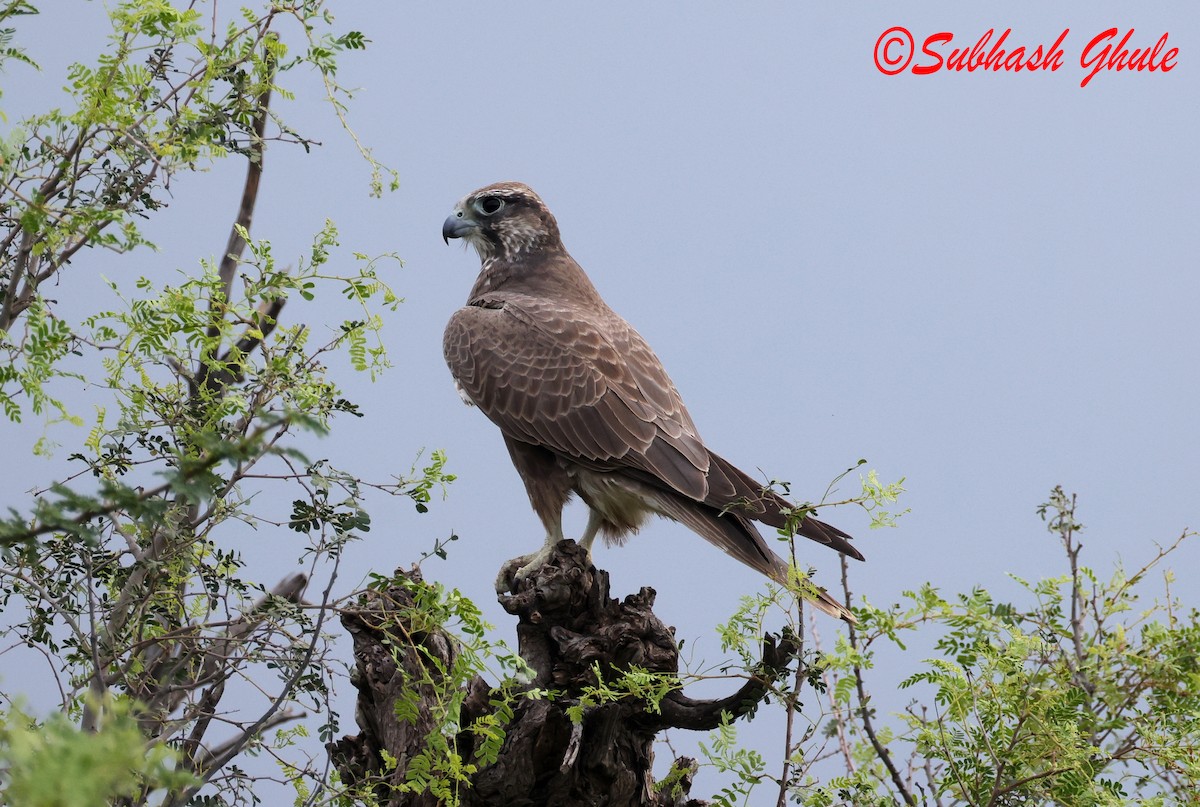 Falco laggar - ML643756350