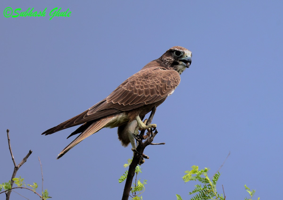 Falco laggar - ML643756351