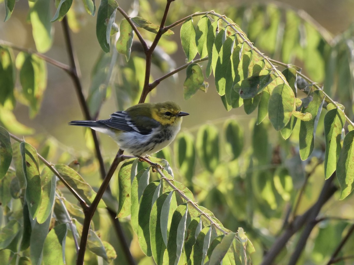 Black-throated Green Warbler - ML643756366