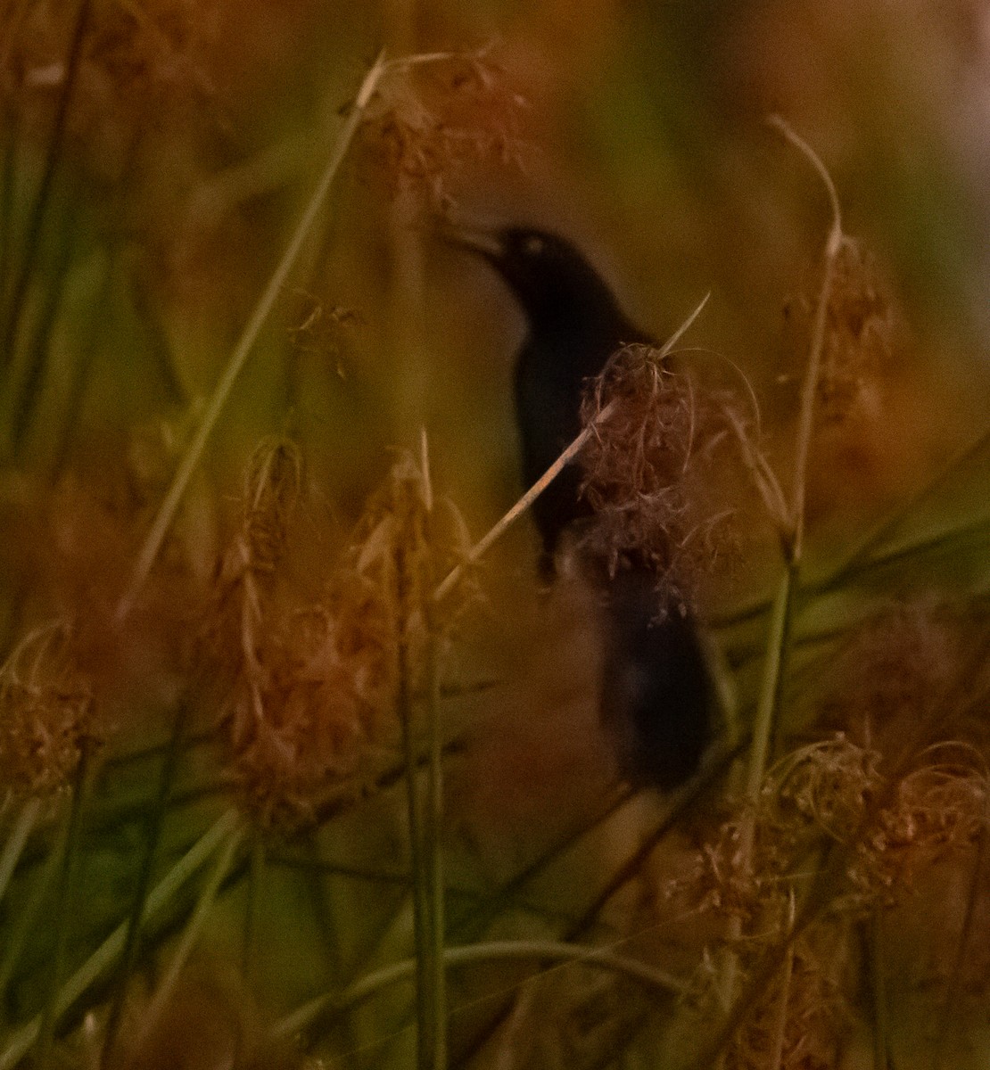Great-tailed Grackle - ML643756367