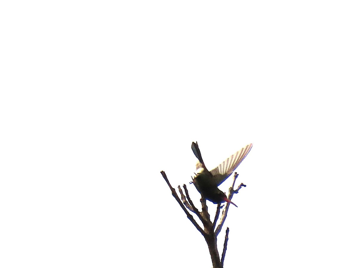 Breitschnabelkolibri - ML643756391