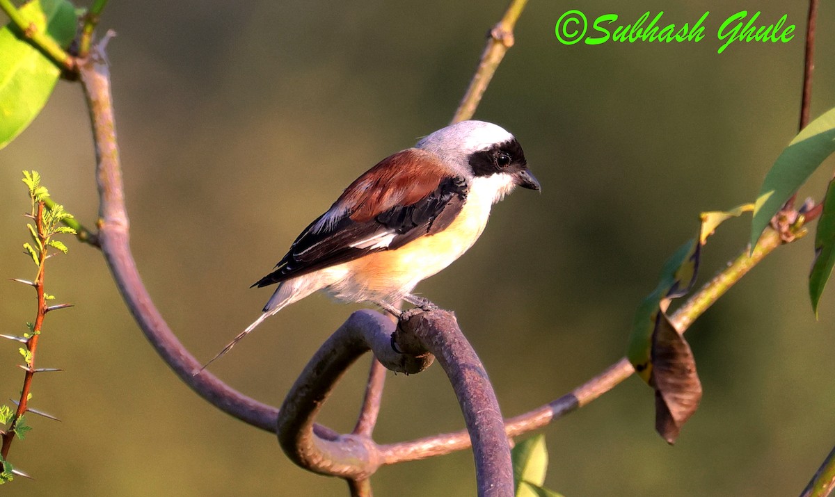 Bay-backed Shrike - ML643756394